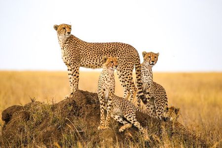5-Day Safari Tour at Tarangire Serengeti and Ngorongoro Crater
