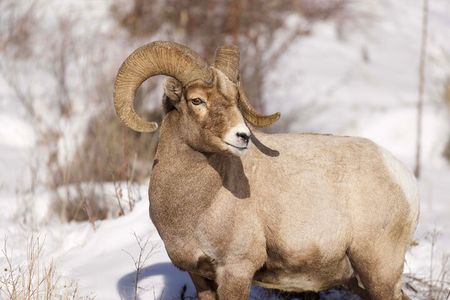 Northern Yellowstone Safari from Cody, WY