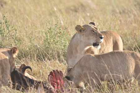 Nairobi National Park Half-Day Tour; Free Wi-Fi connection