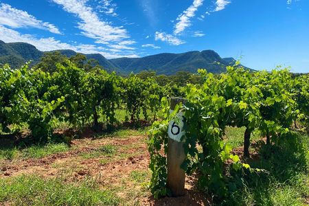 PRIVATE Hunter Valley Premium Wine Tasting Tour (10 hrs)