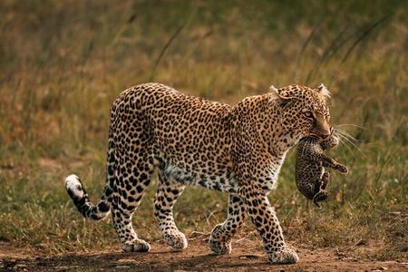 2 Nights 3 Days Tour to Tsavo East and Tsavo West National Park