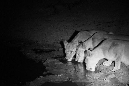 Exclusive Night Drive Safari near Hoedspruit