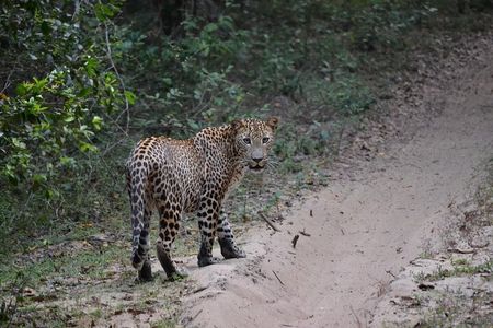 Yala national park Full day tour With breakfast and lunch