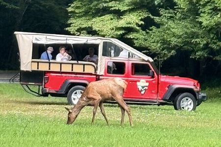 3.5-4 HR Smoky Mtn. Cherokee Eco Elk Safari Jeep Adventure 