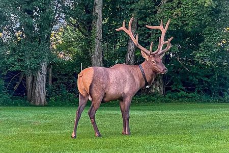 3 - 3.5 HR Smoky Mtn. Cherokee Eco Elk Safari Jeep Adventure 