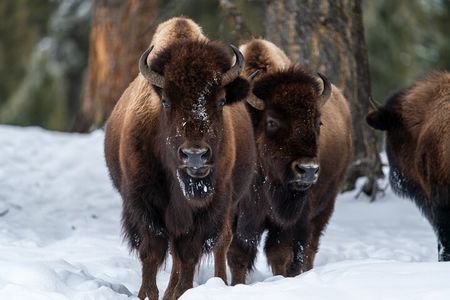 Full Day Guided Wildlife Photography Tour in Yellowstone