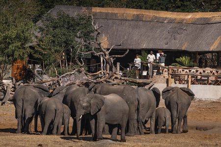 5 Days Hwange Luxury Safari Experience