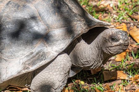 Half Day Curieuse and St Pierre Island
