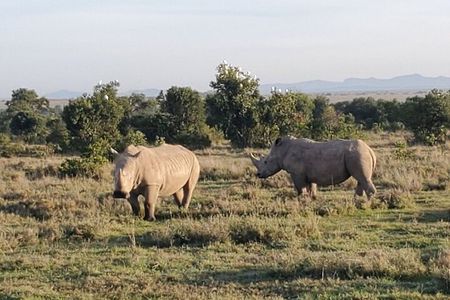 Day Tour to OL Pejeta Conservancy