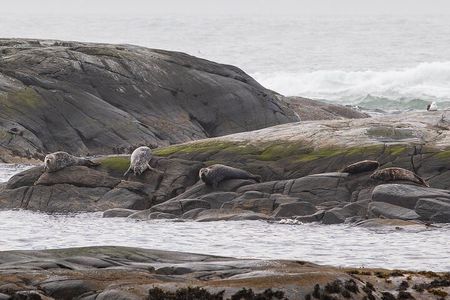 Wildlife Sea Safari in Alesund