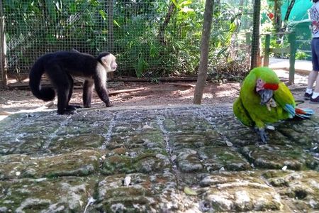 Roatan Islands Tour Monkey Sloth birds 