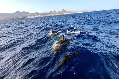Sunset with Dolphins on the Lanzarote Coast