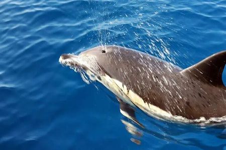 Sunset with Dolphins on the Lanzarote Coast