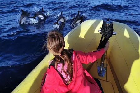 Marine Safari Dolphins in their natural habitat
