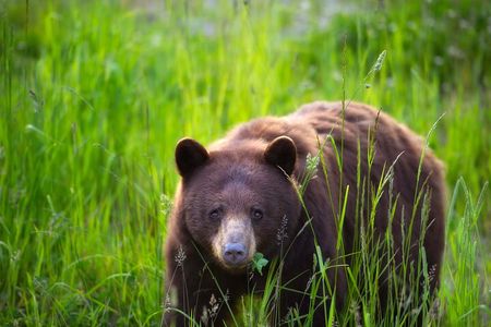 Whistler Morning With The Bears Land Rover Scenic Tour