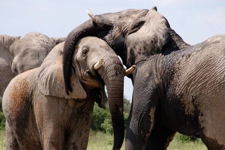 Chobe Private Day Trip A Luxury Safari Experience