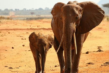 Day Tour To Tsavo East National Park