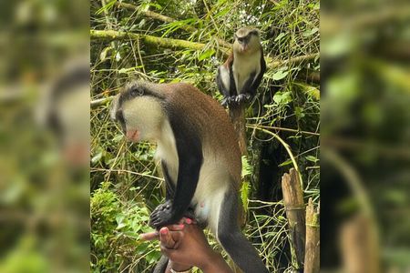 Taxi & Tours in Grenada , Chocolate factory, & more.