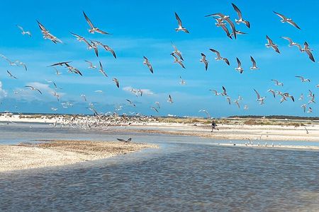 Marco Island and 10,000 Islands Sightseeing with Dolphin Tour 
