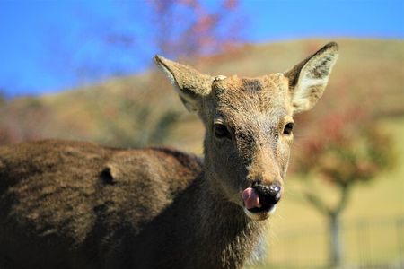 Day Trip Nara and Kyoto Private Tour from Tokyo by Bullet Train