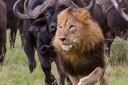 6 Day group safari to Mara, Nakuru & Amboseli in Midrange hotels.