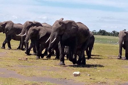 12 Days Safari Camping Tour in Kenya and Tanzania