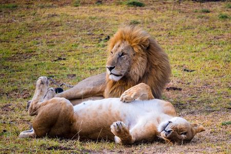 Kigali: Full-Day Akagera Safari + Optional Boat Ride