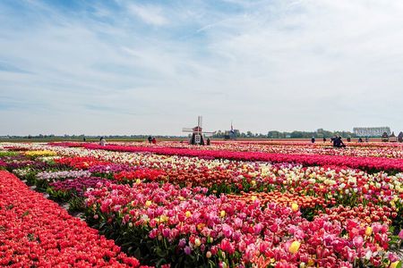 Unique Keukenhof Tour with Ticket, Tulip Field, Tulip Experience