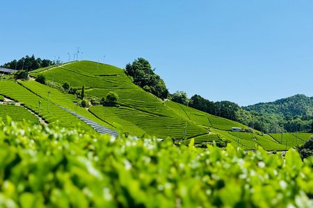 Uji and Wazuka Matcha Farm Half Day Private Guided Van Tour