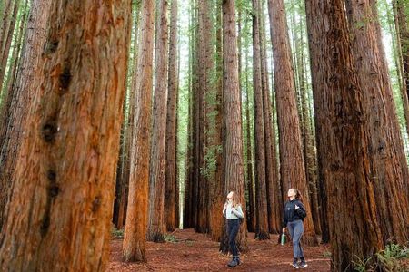 Small Group Yarra Valley: Redwoods Forest & Premium Wine Tour 