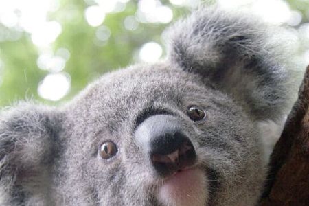 Melbourne Shore Excursion, Wine Region, Wildlife, Shared Tour