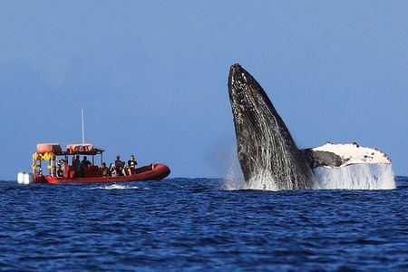 Maui Whale-Watching Tour by Raft from Kihei