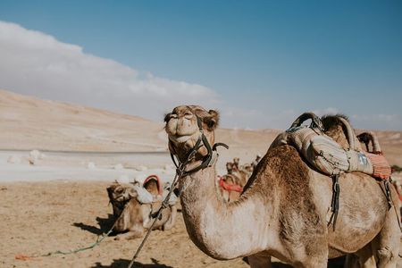 Agafay Desert Camel Ride With Dinner And Sunset Spectacle