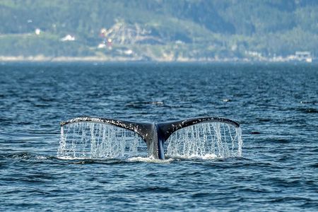 Québec City: Whale Watching Tour with Bus Transportation