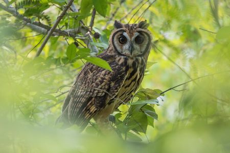 Birdwatching at Agrícola Camelias – A Sustainable Sanctuary