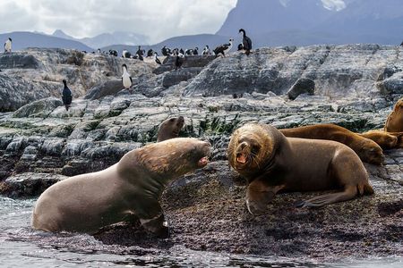 Beagle Canal Tour with Small Group Hiking