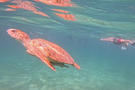 Marsa Mubarak by Luxury Boat Swimming with Dugong and Turtle