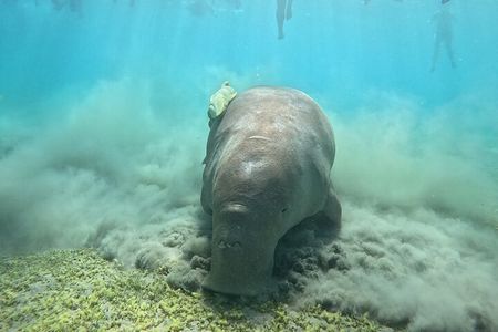 Luxury Boat to Marsa Mubarak – Swim with Dugongs & Turtles