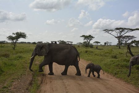 3-Day Budget Safari: Tarangire ,Ngorongoro Crater & Lake Manyara