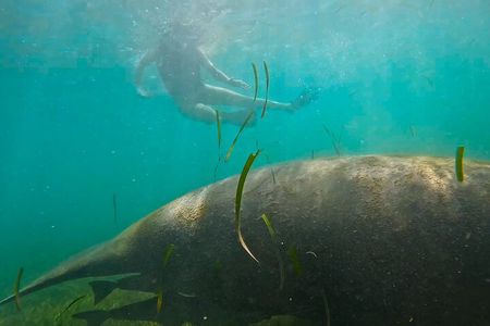 San Juan Snorkel with Turtles and Manatee's; Free Video and Rum!