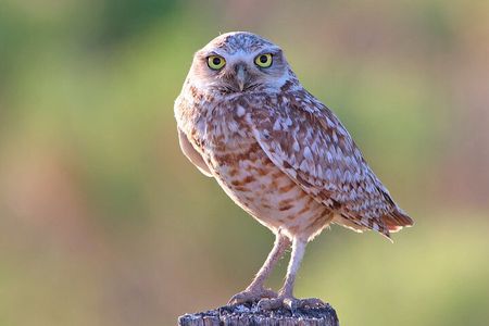 Great Salt Lake Birding and Nature Adventure