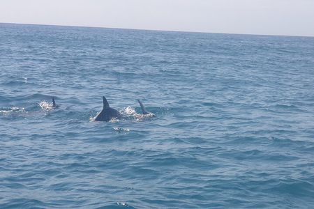 Mnemba Island Zanzibar | Snoreklling and swimming with dolphins