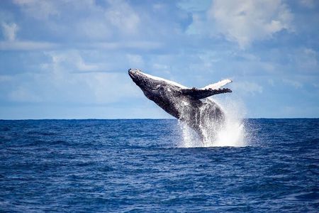 Whale Watching in Rio de Janeiro with Snacks and Drinks