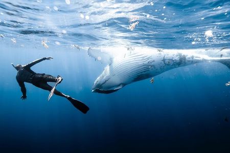 Sacred Experience Swimming with a Whale in Moorea