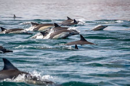 Dolphin Watching Tour & Josani Forest Sea Trip - Zanzibar