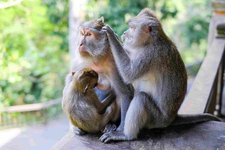 Bali : Ubud Private Tours
