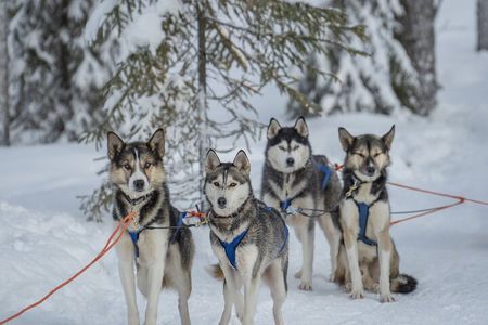 Ice Fishing and Husky