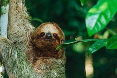 Green Eco Park Nature Trail Experience Costa Rica