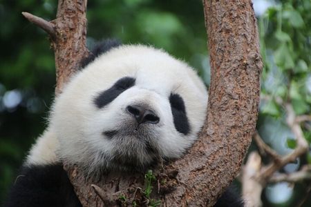 Private Chengdu Panda Breeding Research Base Ticket and Guide opt