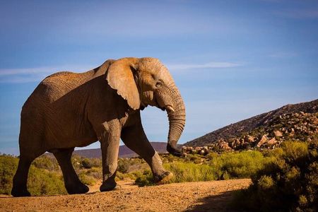 From Cape Town Aquila Game Reserve Sunset Safari Inclusive 